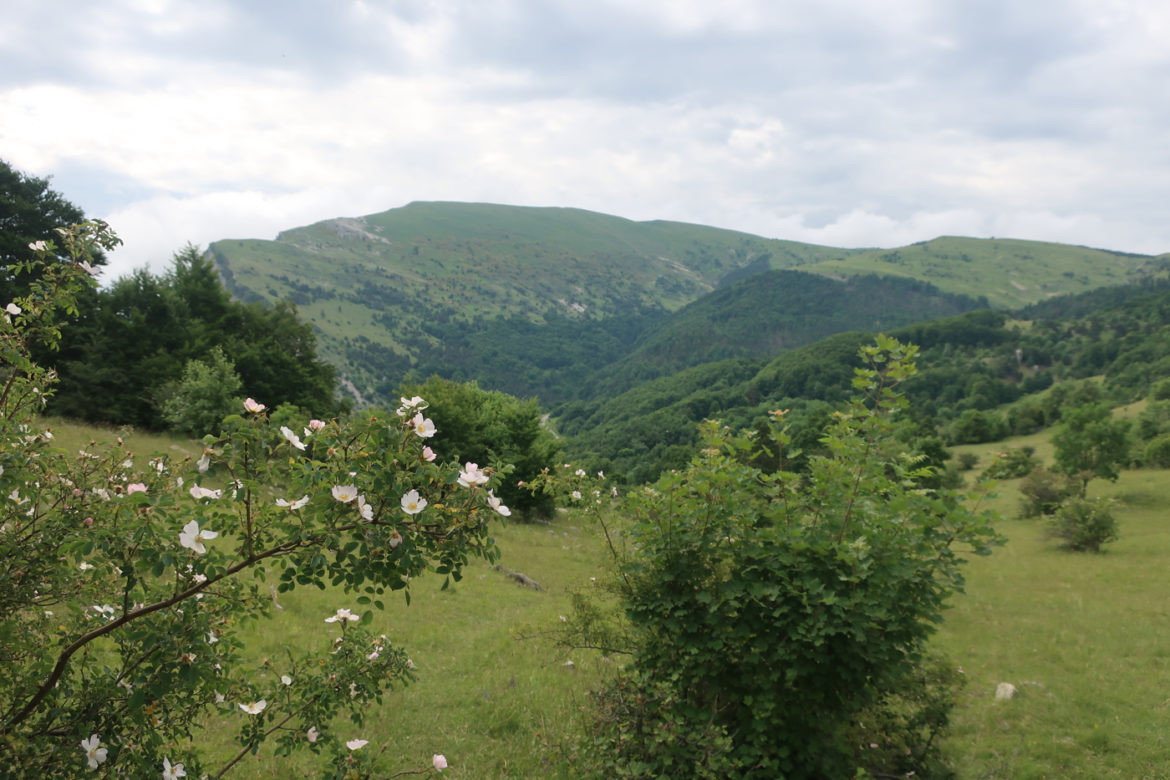 ceuze_000